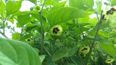 Physalis longifolia subglabrata