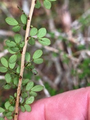 Phyllanthus microcladus