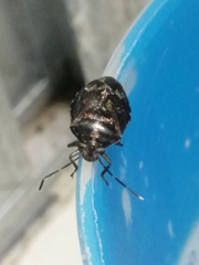 Antiteuchus