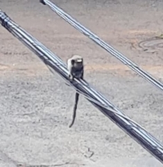 Callithrix penicillata