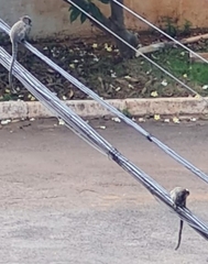 Callithrix penicillata