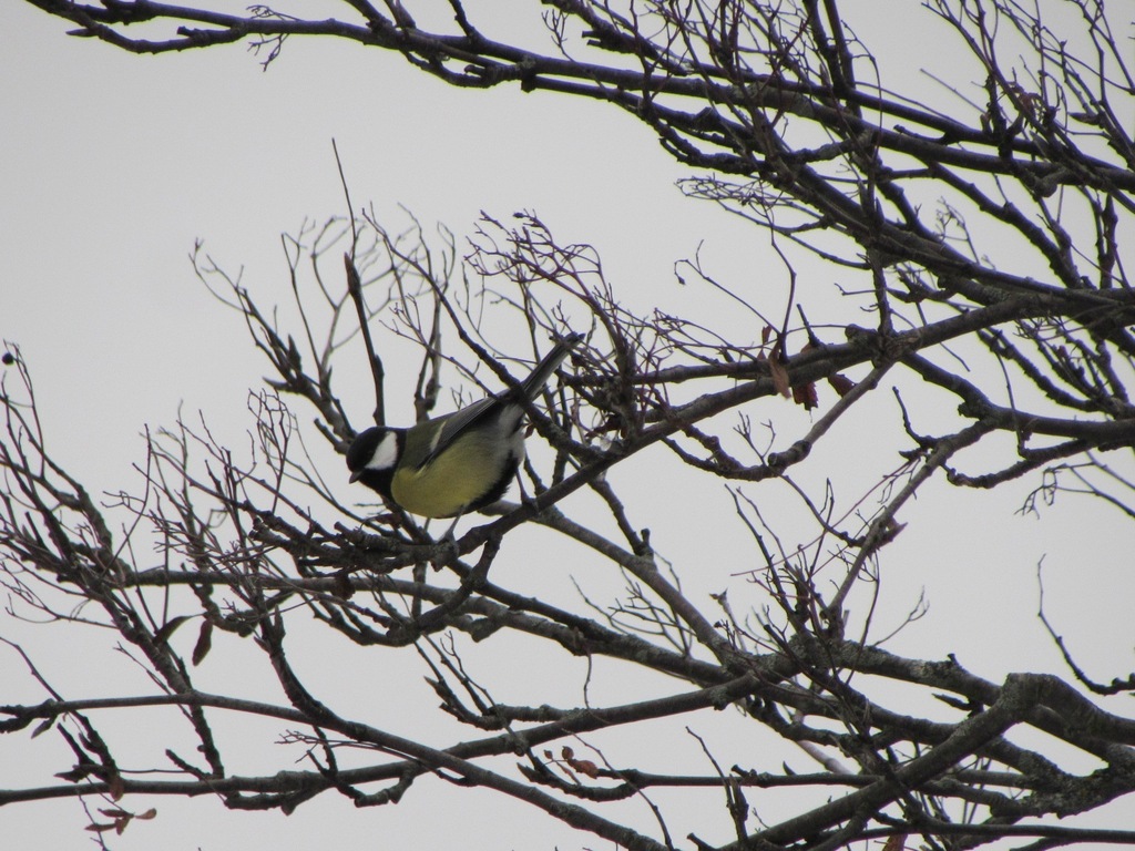 Great Tit from Мураши, Кировская обл., Россия on November 7, 2022 at 10 ...