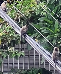 Callithrix penicillata