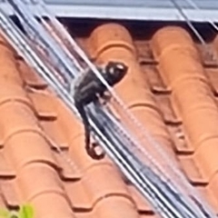 Callithrix penicillata