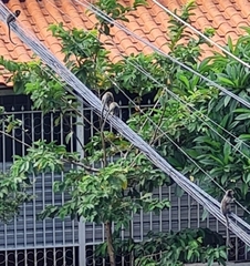 Callithrix penicillata