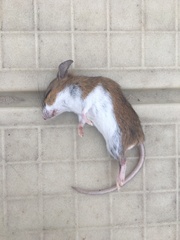Peromyscus