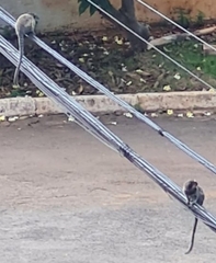 Callithrix penicillata