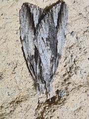 Ecnomodes sagittaria