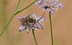 Eucera