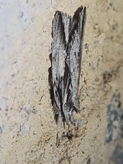 Ecnomodes sagittaria