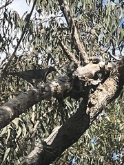 Leucosarcia melanoleuca