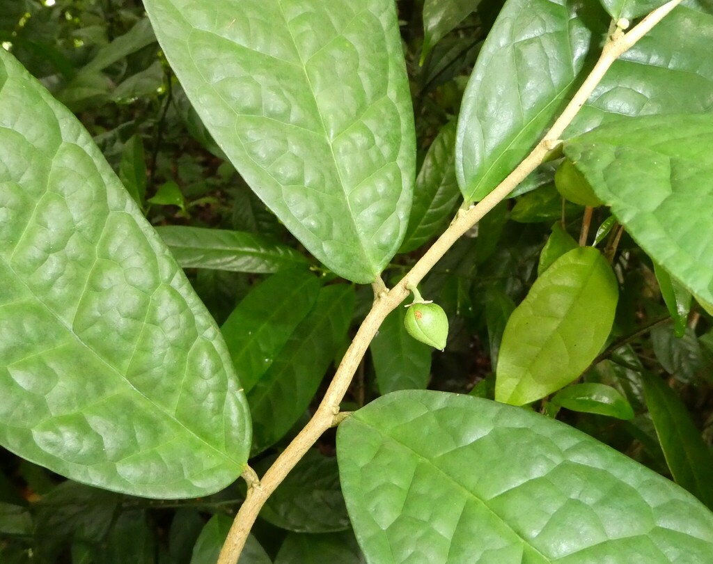 Octolepis