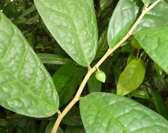 Octolepis casearia