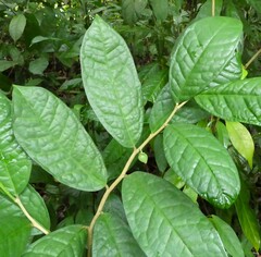 Octolepis casearia