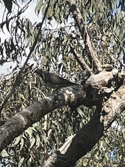 Leucosarcia melanoleuca