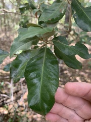 Croton insularis