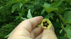 Physalis longifolia subglabrata