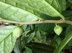 Octolepis casearia