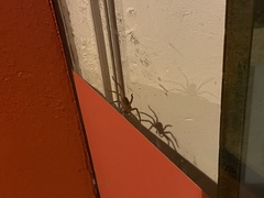 Heteropoda jugulans