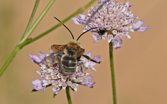 Eucera
