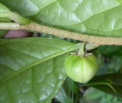 Octolepis casearia