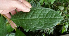 Octolepis casearia