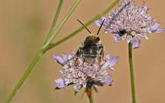 Eucera