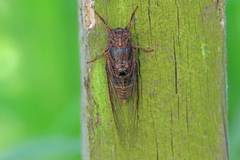 Birrima varians