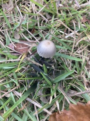 Panaeolus