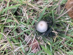 Panaeolus
