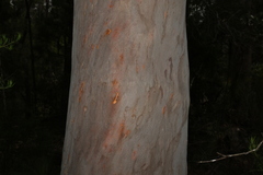 Angophora leiocarpa