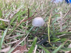 Panaeolus