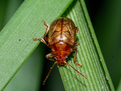 Eucolaspis