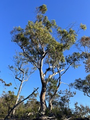 Eucalyptus racemosa