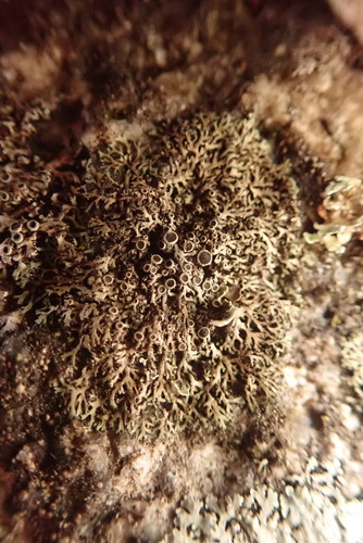 Phaeophyscia decolor image