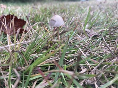 Panaeolus