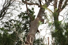 Angophora leiocarpa