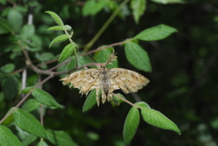 Doberes hewitsonius
