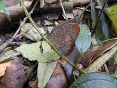 Godartiana muscosa