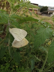 Pieris rapae crucivora