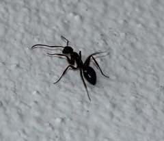 Camponotus sexguttatus