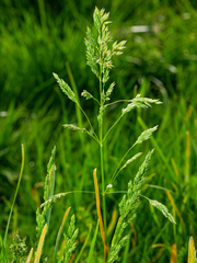 Pucciniaceae