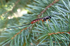 Dolichomitus irritator