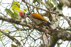 Chrysocolaptes guttacristatus