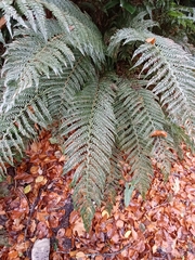 Polystichum