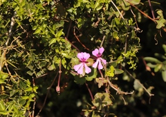 Pelargonium peltatum