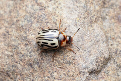 Zygogramma bicolorata