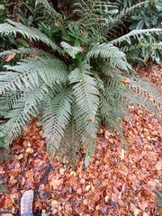 Polystichum