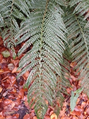 Polystichum