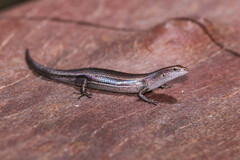 Lampropholis